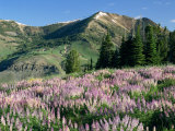 Spur Lupine and Subalpine Firs  Marys River Peak  Humboldt National Forest  Nevada  USA