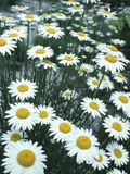 Field of Yellow and White Daisies