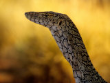 Perentie  Uluru-Kata Tjuta National Park  Australia