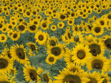 Field of Sunflowers  Fayette County  Kentucky  USA