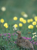 Willow Ptarmigan Female Among Arctic Poppies  Denali National Park  Alaska  USA