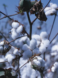 Cotton Tree - Israel
