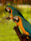 Two Blue and Gold Macaws