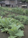 Tobacco Growing in Garden at Fort Boonesborough State Park  Richmond  Kentucky  USA