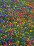Paintbrush  Bluebonnets  and Bladderpod  Texas  USA
