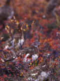Will Ptarmigan Forage for Blueberries  Denali National Park  Alaska  USA