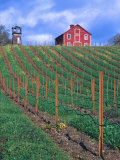 Red Barn Above Vineyard  Dry Creek Valley  California  USA