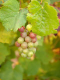 Beaujolais White Grapes in Autumn  Burgundy  France