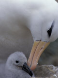 Black-Browed Albatross Preening Chick in Nest  Falkland Islands