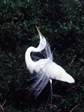 Great Egret in Courtship Display