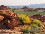 Brittlebush and Sandstone  Valley of Fire State Park  Nevada  USA