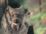 Lynx in Denali National Park  Alaska  USA