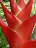 Heleconia  Maui  Hawaii  USA