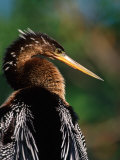 Female Anhinga