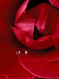 Red Rose  American Beauty  with Tear Drop  Rochester  Michigan  USA