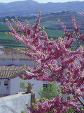Flowering Cherry Tree and Whitewashed Buildings  Ronda  Spain
