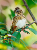 Lincoln's Sparrow  Melospiza lincolnii