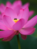 Perry's Water Garden  Lotus Blossom and Bee  Franklin  North Carolina  USA