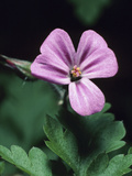 Geranium Robertianum Flower with Pink Petals