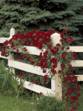 Roses on White Wooden Fence  Louisville  Kentucky  USA