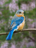 Female Eastern Bluebird