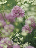 Chives and Carraway  Louisville  Kentucky  USA