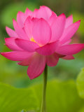 Perry's Water Garden  Lotus Blossom  Franklin  North Carolina  USA