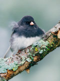Dark-eyed Junco