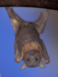 Little Red Flying Fox Hanging on a Tree  Northern Territory  Australia