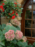 Geraniums and Hydrangea by Doorway  Chateau de Cercy  Burgundy  France