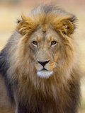 Male Lion at Africat Project  Namibia