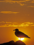 Silhouette of a Western Gull