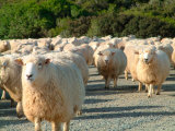 Sheep Herd  New Zealand