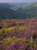 Cosgate Hill  Exmoor  Devon  England