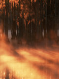 Cypress Trees in Fog at Sunrise  George Smith State Park  Georgia  USA
