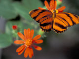 Acraea at Butterfly World  Florida  USA