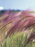 Wild Barley