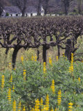 Yellow Lupines at a Winery  South Africa