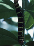 Close-up of Caterpillar on Leaf