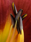 Daylily  Savannah  Georgia  USA