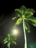 Tropics Palm Trees and Moon