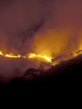 Forest Fire  Gombe National Park  Tanzania