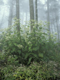 Snakeroot and Asters  Great Smoky Mountains National Park  Tennessee  USA