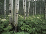 Cow Parsnip in Aspen Grove  White River National Forest  Colorado  USA