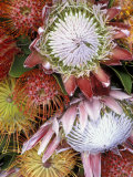 Protea Flower Design  Maui  Hawaii  USA