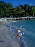 Sonesta Island  Aruba  Caribbean