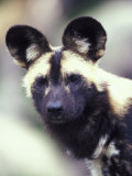 Wild Dog