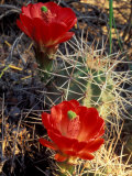 Claret Cup Cactus  Monument Canyon  Colorado National Monument  Colorado  USA