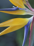 Bird of Paradise  Hana  Maui  Hawaii  USA