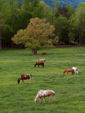 Horses Grazing in Meadow  Cades Cove  Great Smoky Mountains National Park  Tennessee  USA